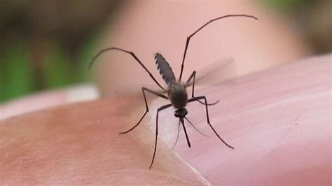 Positive West Nile mosquito pool reported in Travis County